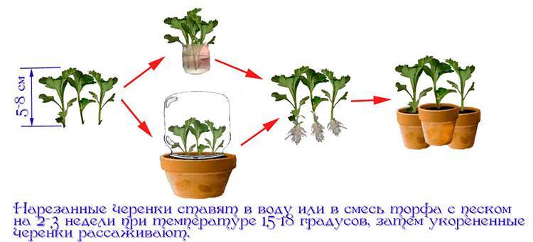 Черенкование хризантем осенью в домашних условиях. как размножить хризантему из букета. простой способ черенкования