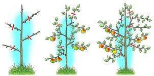 Обрезка колоновидных яблонь: правила и схема обрезки колоновидных яблонь весной