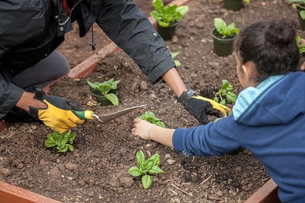 Агротехника выращивание шпината из семян в открытом грунте: посадка и правильный уход
