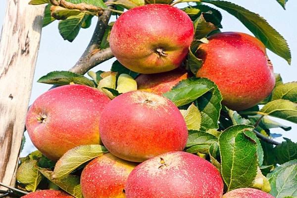 Яблоня-китайка: большие преимущества маленьких яблок