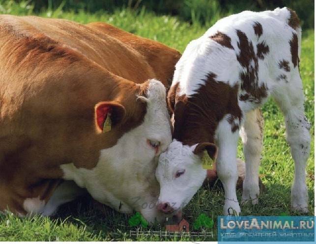 Холмогорские породы коров – лучшие молочники