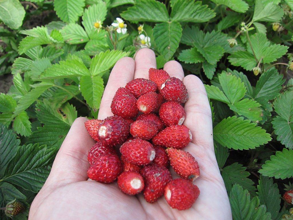 Земляника али-баба: выращиваем душистую ягоду в саду - общая информация - 2020