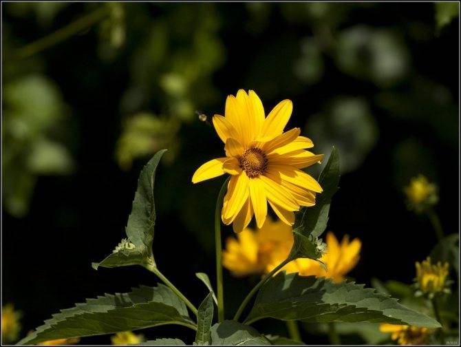 Цветок «гелиопсис»: описание, виды, фото, посадка и уход