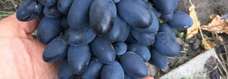 Виноград надежда азос — неприхотливый сорт с повышенной урожайностью