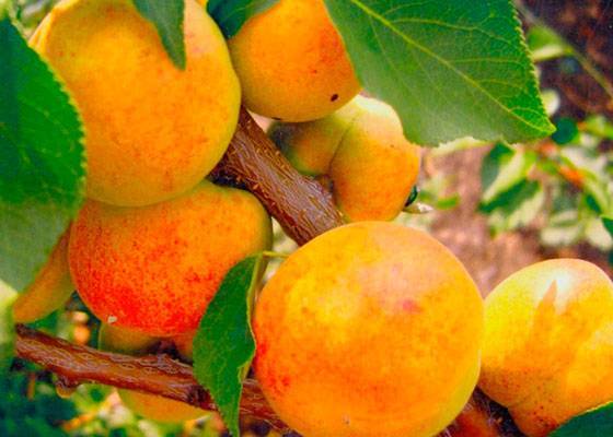 Как посадить и выращивать абрикос в подмосковье