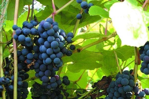 Зилга — значит, голубоватая: о сорте винограда и особенностях посадки
