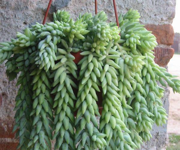 Седум буритто (sedum buritto): описание растения, уход за ним в домашних условиях, способы размножения и фото очитка