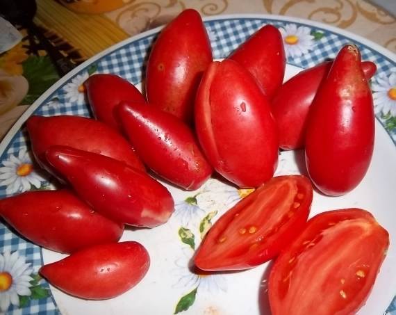 Новичок с красивым внешним видом — томат искра пламени: описание сорта и его характеристики