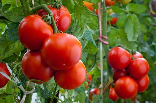 Чем подкормить помидоры после высадки в теплицу?