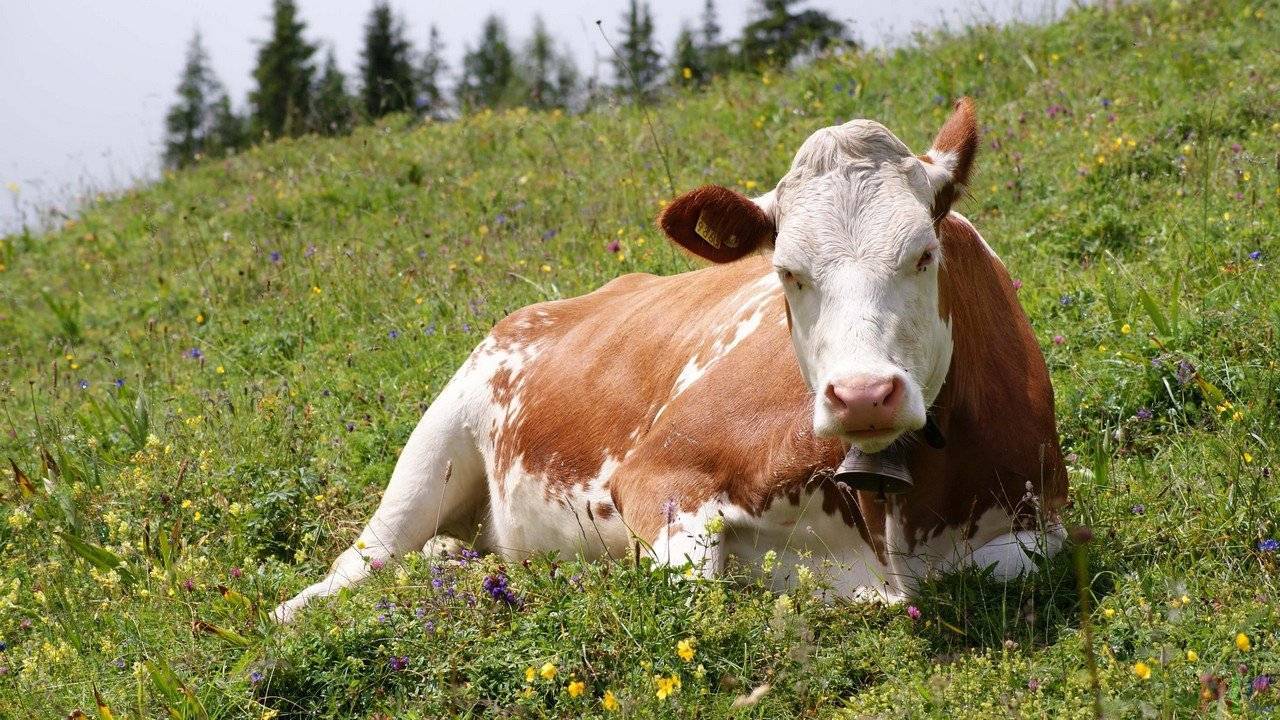 Эндометрит у коров: симптомы, диагностика и лечение
