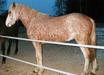 Башкирская лошадь: особенности и перспективы разведения