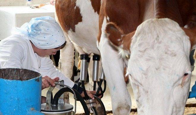 Как выбрать доильный аппарат для дойки коров