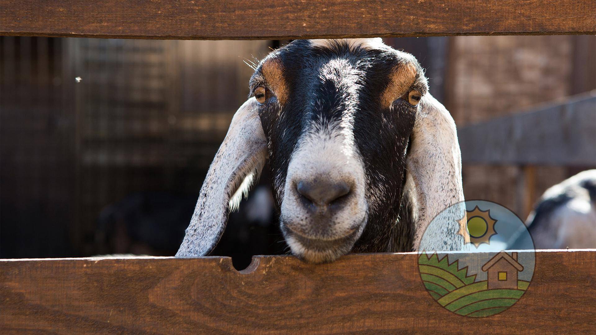 Нубийские козы: описание с фото, продуктивность, содержание и разведение