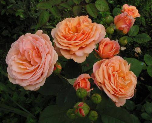 Английские розы: сорта, советы по выбору и уходу