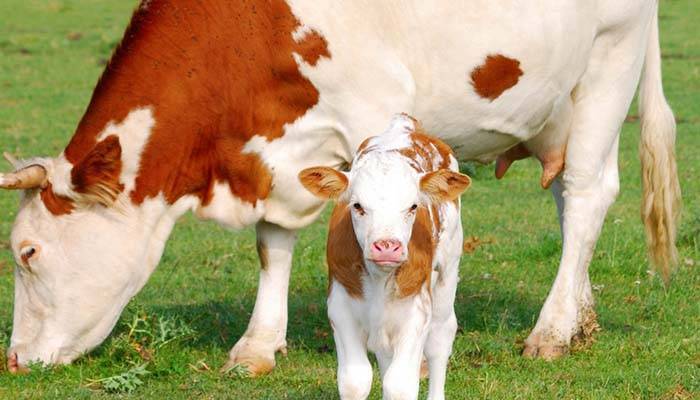 О болезнях коров и крупного рогатого скота: симптомы, лечение (что делать)