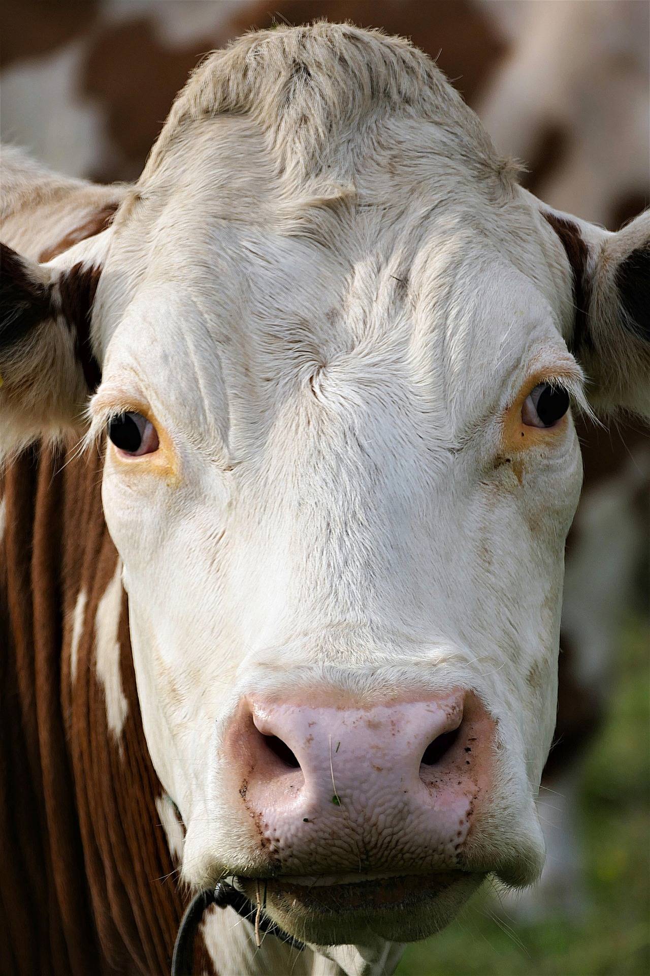Как и чем лечить мастит у коровы в домашних условиях?