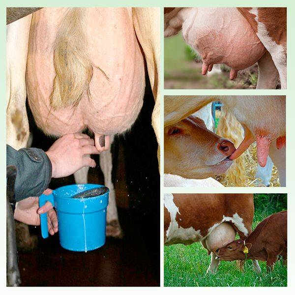Что делать, если корова даёт мало молока
