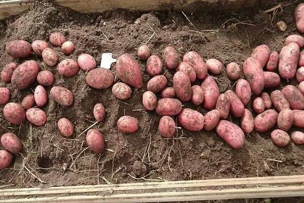 Картофель рокко: описание сорта, особенности выращивания