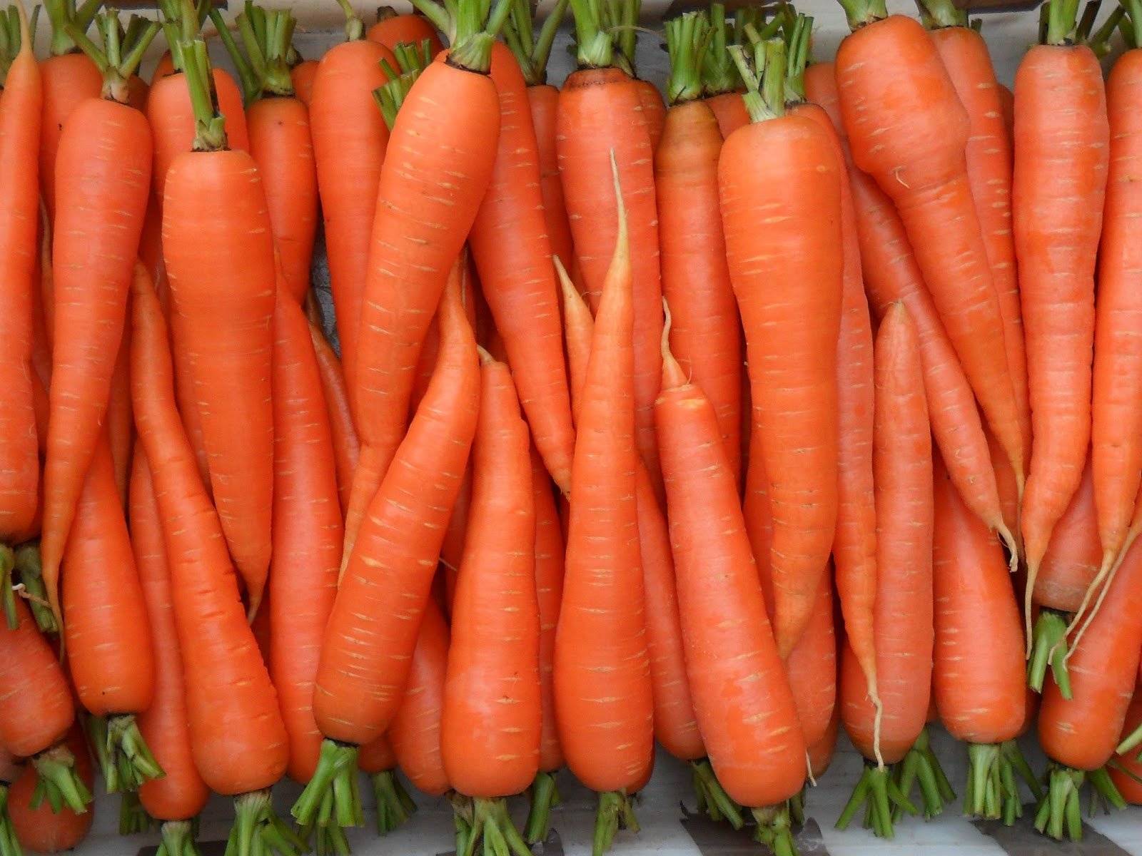 Морковь маэстро f1 отзывы