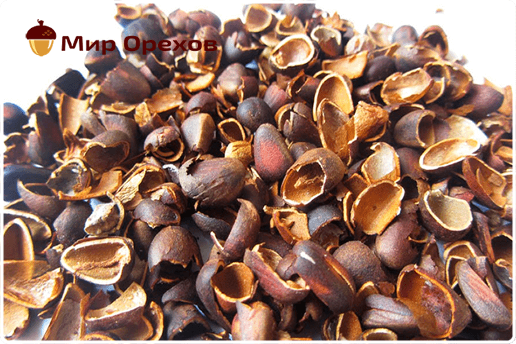 Кедровые орехи: настойка на водке и ее лечебные свойства и применение скорлупы и шишек