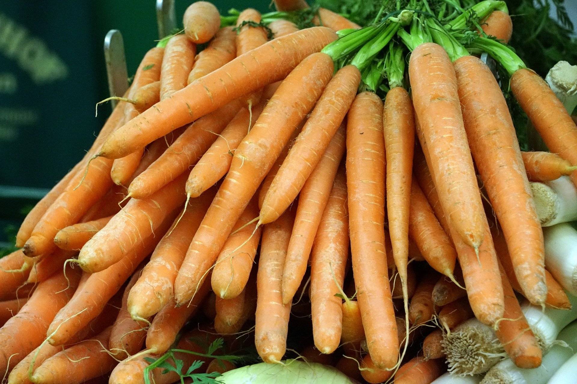 Посадка моркови под зиму: как и когда сажать осенью?
