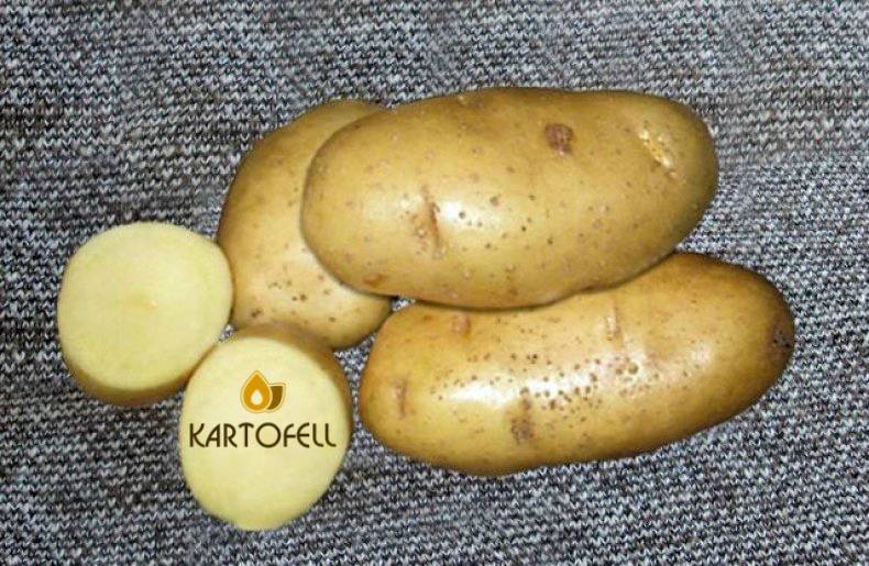 Характеристика и выращивание картофеля чародей