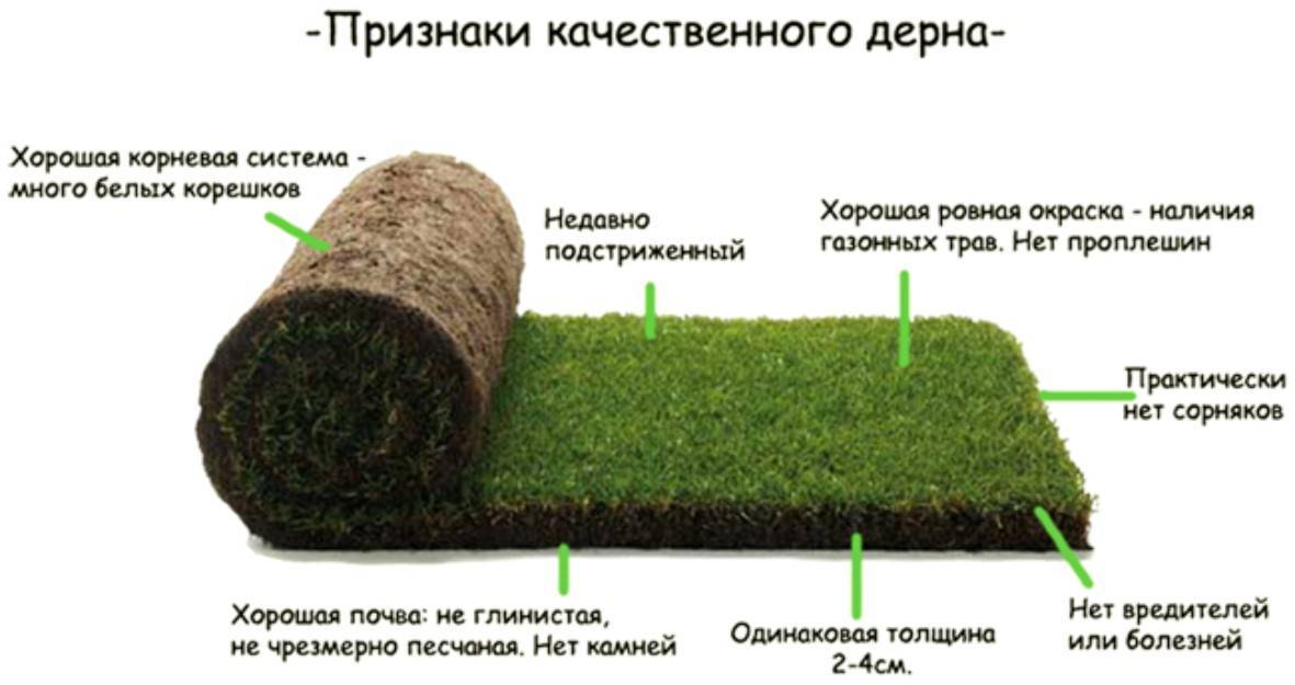 Газон в рулонах и искусственная трава – укладка газона по технологии