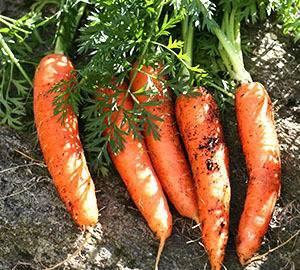 Топ-10 самых сладких и урожайных сортов моркови