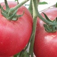 Обзор томатов джина: отличный выбор для открытого грунта