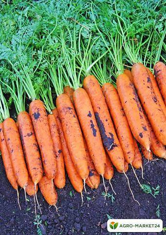 Морковь медовая — описание сорта, фото, отзывы, посадка и уход