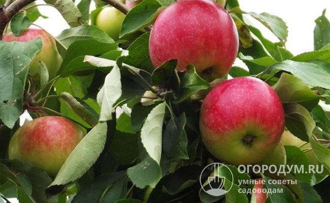 Описание сортов яблони китайка
