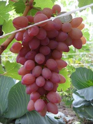 Сорт винограда: водограй
