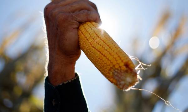 Выращивание и обработка кукурузы на зерно