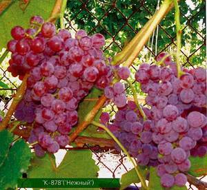 Сорта винограда для подмосковья: неукрывные, сладкие, для открытого грунта