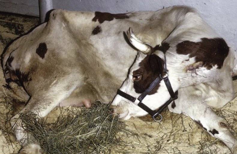 Причины неудачной случки коров