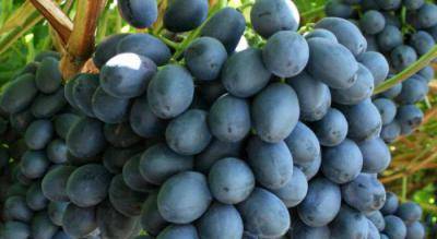Виноград атос: описание сорта и фото