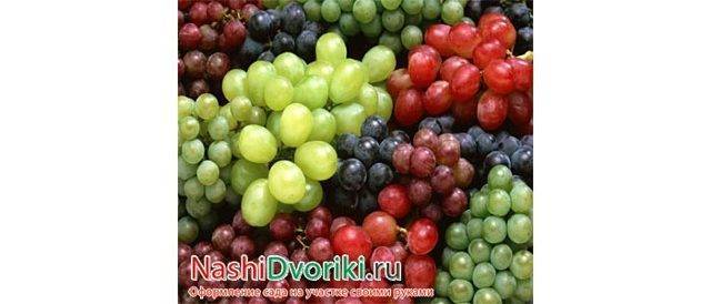 Виноград в средней полосе россии: лучшие сорта и советы по выращиванию