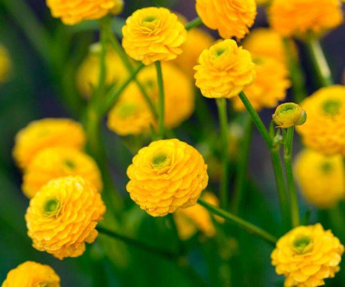 Тюльпаны: описание цветов и их выращивание