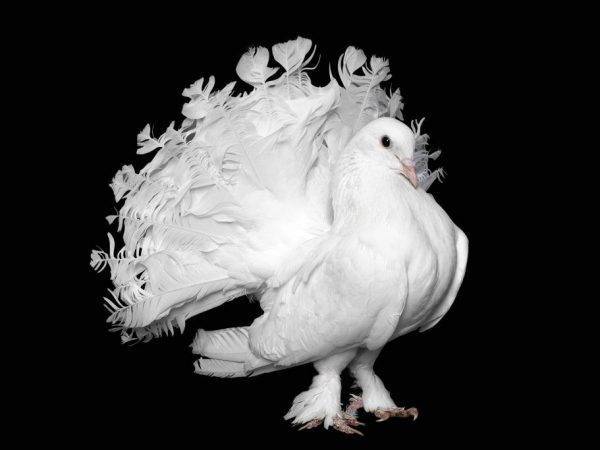 Породы голубей: названия, описания и фото