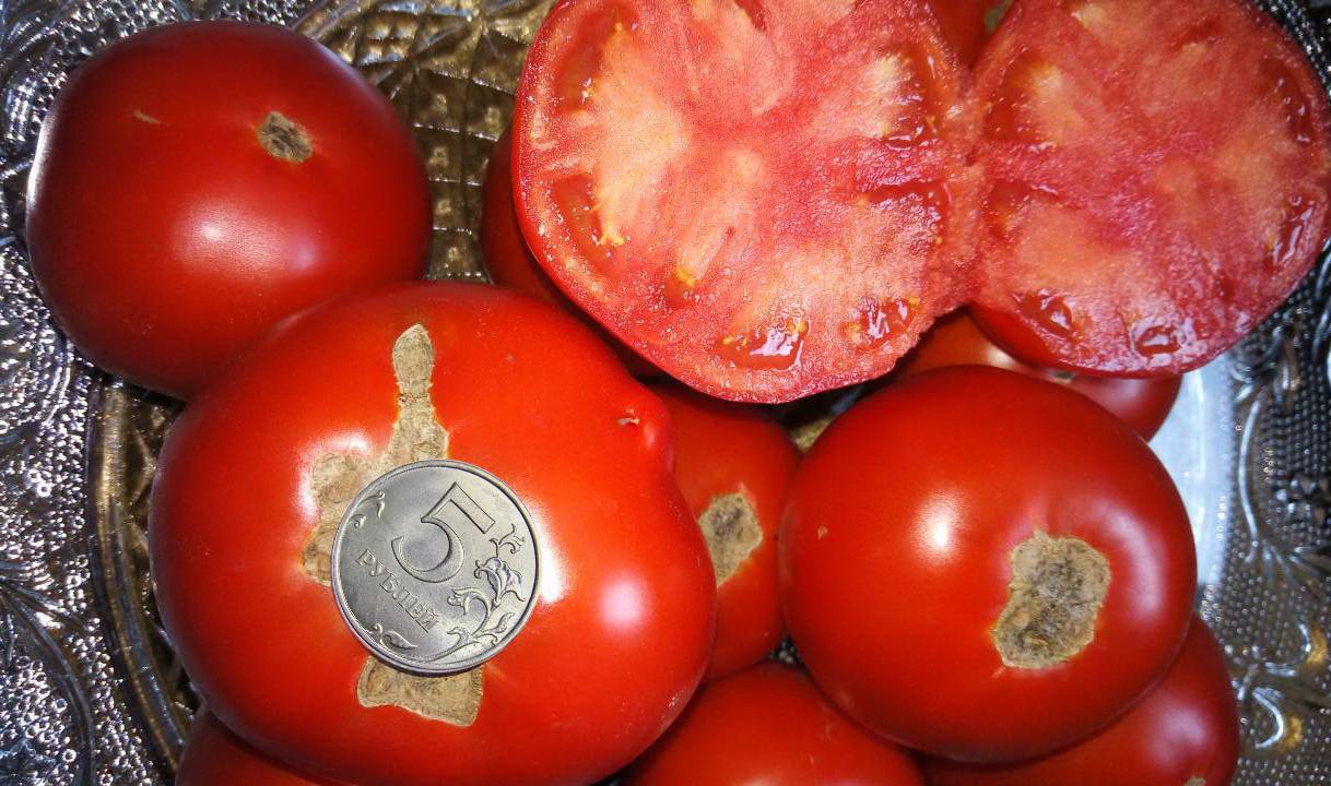 Интересный сорт помидор «видимо-невидимо»