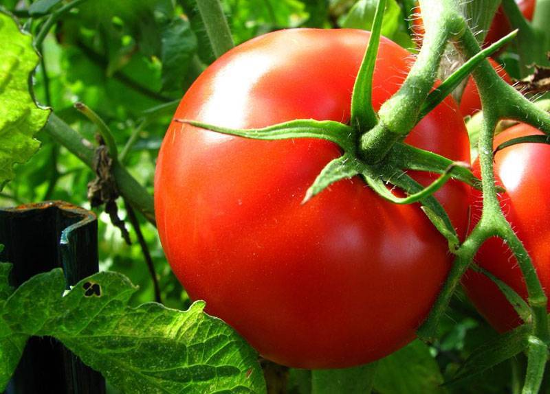 Сорт томата «король рынка»: описание, характеристика, посев на рассаду, подкормка, урожайность, фото, видео и самые распространенные болезни томатов
