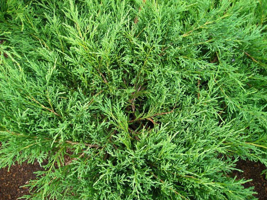 Можжевельник горизонтальный андорра компакт (juniperus horizontalis andorra compact)