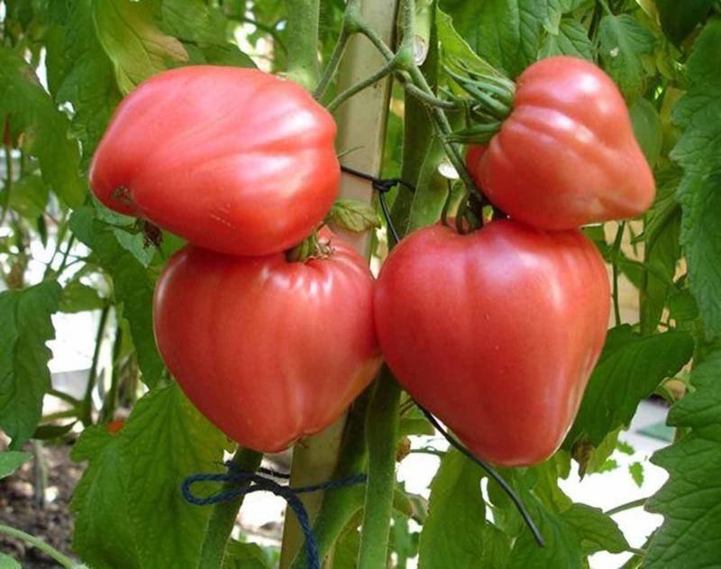 Томат "орлиное сердце": описание и характеристика сорта, рекомендации по выращиванию вкусных помидор, фото-материалы