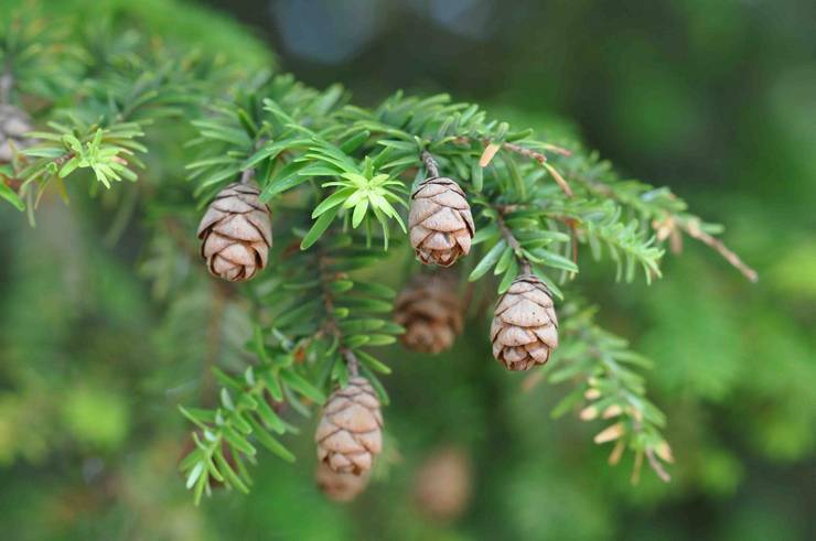 Можжевельник лежачий нана (juniperus procumbens nana)