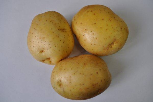 Картофель молли: описание и преимущества сорта, выращивания и отзывы о нем