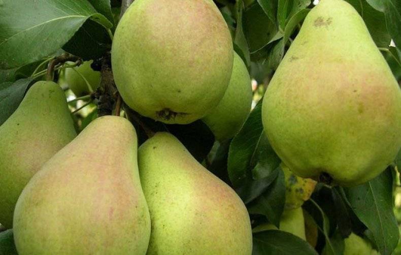 Летний самоплодный сорт с отличными вкусовыми качествами — груша детская.