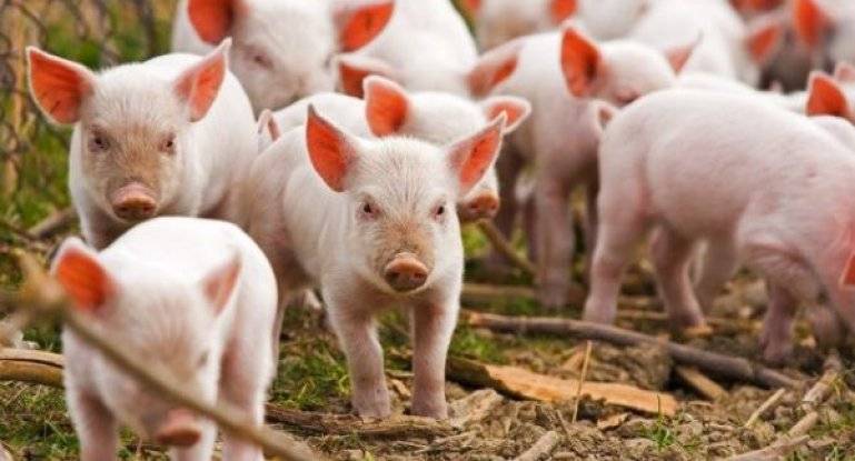 Разведение свиней для начинающих