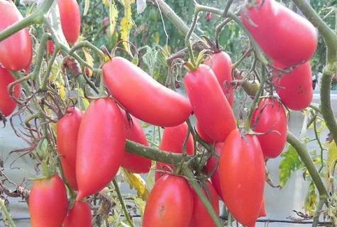 Сорт томата алый фрегат: описание и фото
