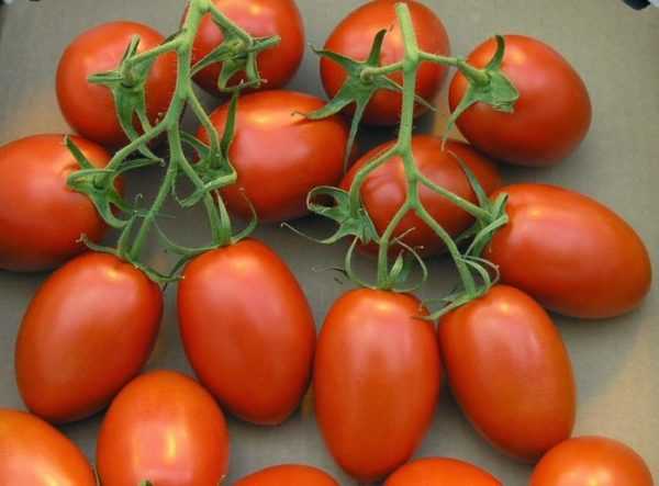 Томат диаболик f1: описание и характеристика сорта, урожайность с фото