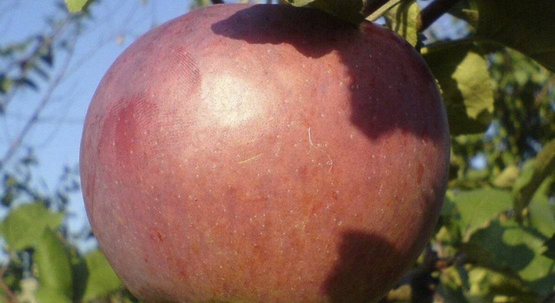 Яблоня сорта россошанское полосатое